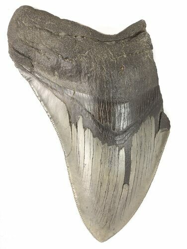 Partial, Serrated Megalodon Tooth - South Carolina #47480